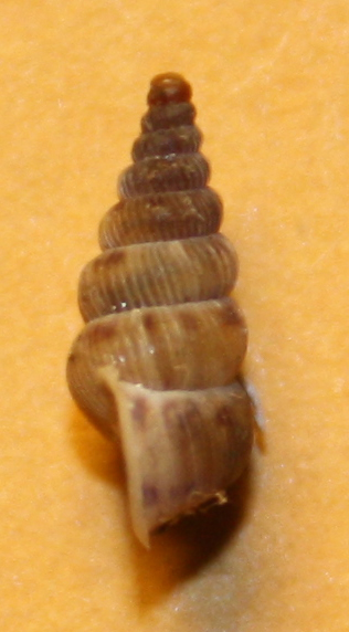 Cochlostoma sloveni